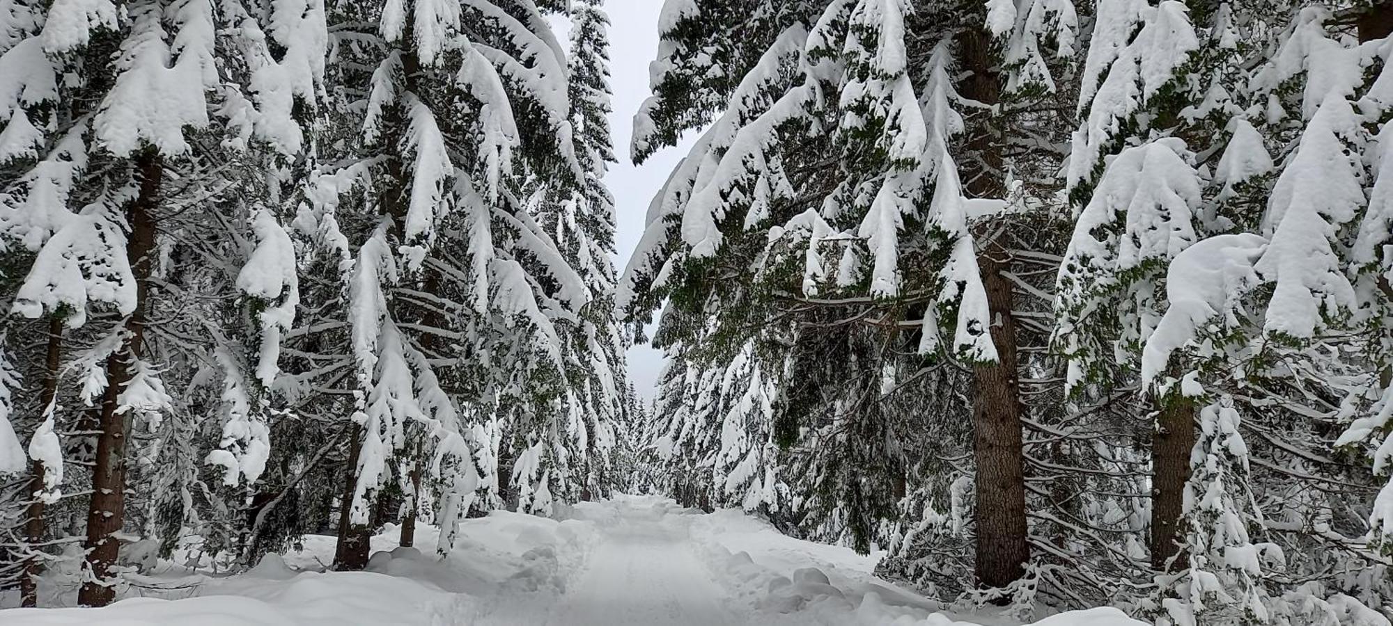 Monte Zen Villa Žabljak Eksteriør billede